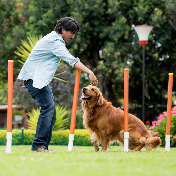 Pet Training Supplies