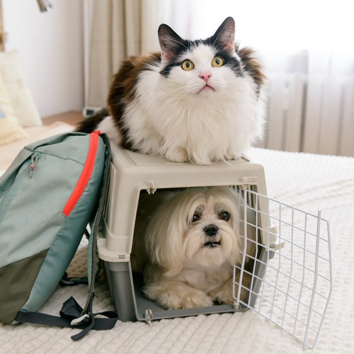 Pet carriers & Travel Accessories
