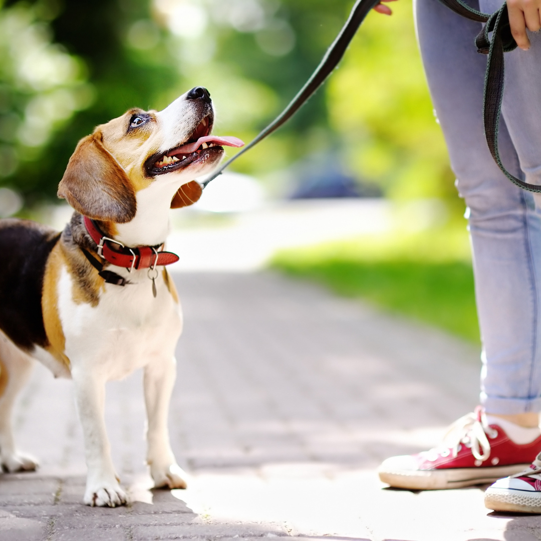 Collars & Leashes