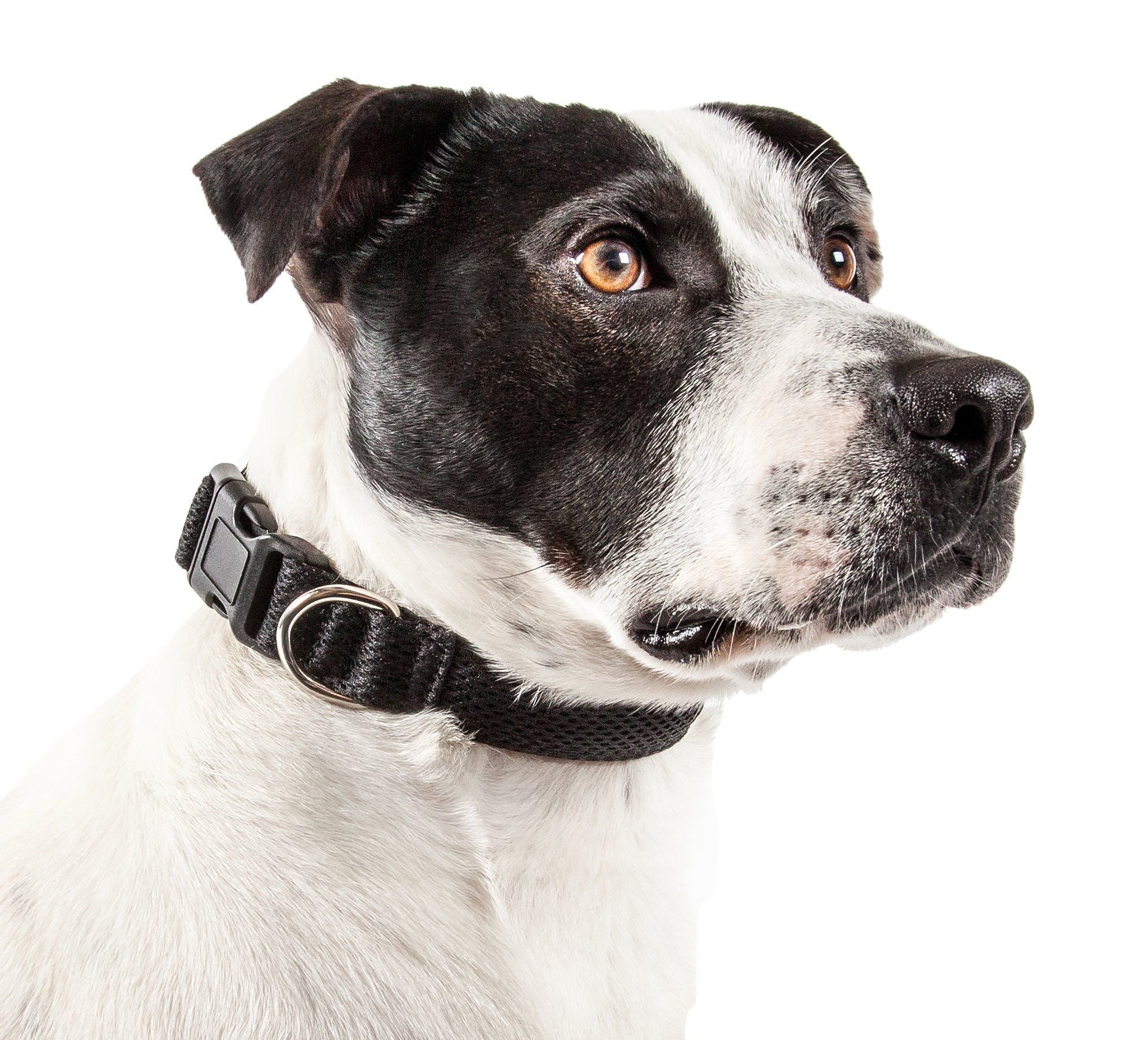Pet Collars