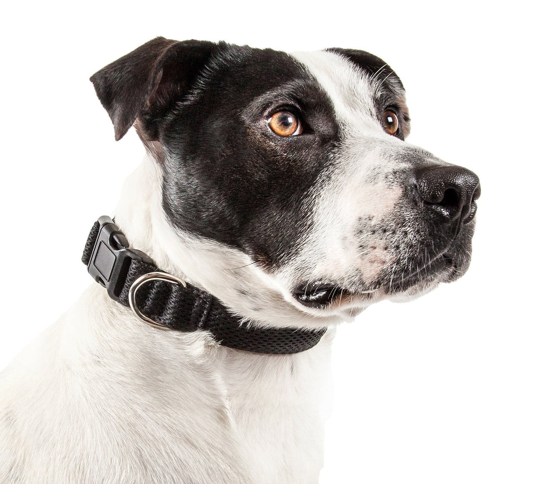 Pet Collars