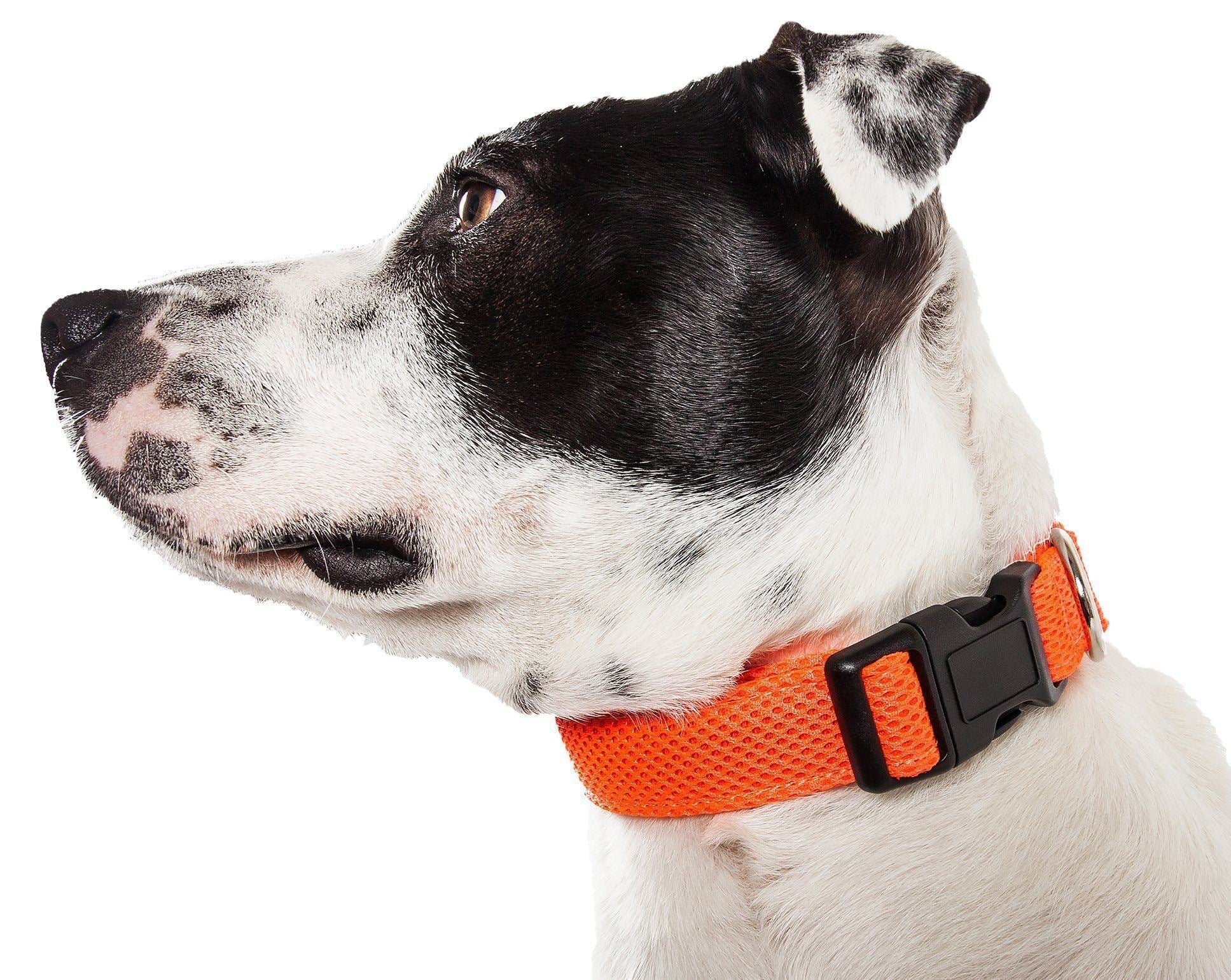 Pet Collars