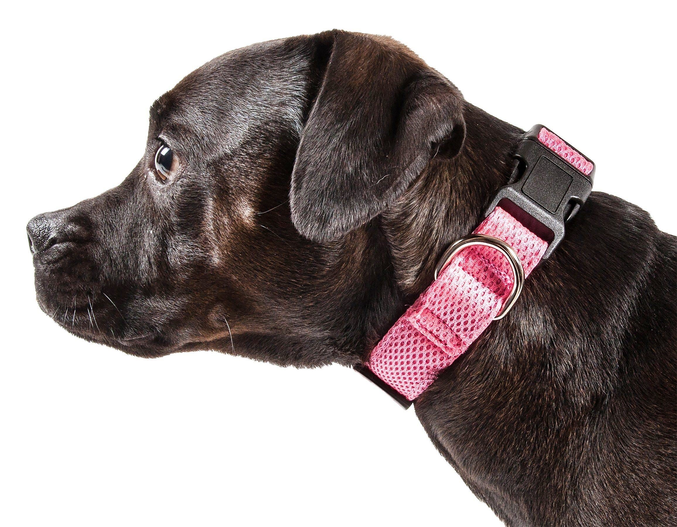 Pet Collars