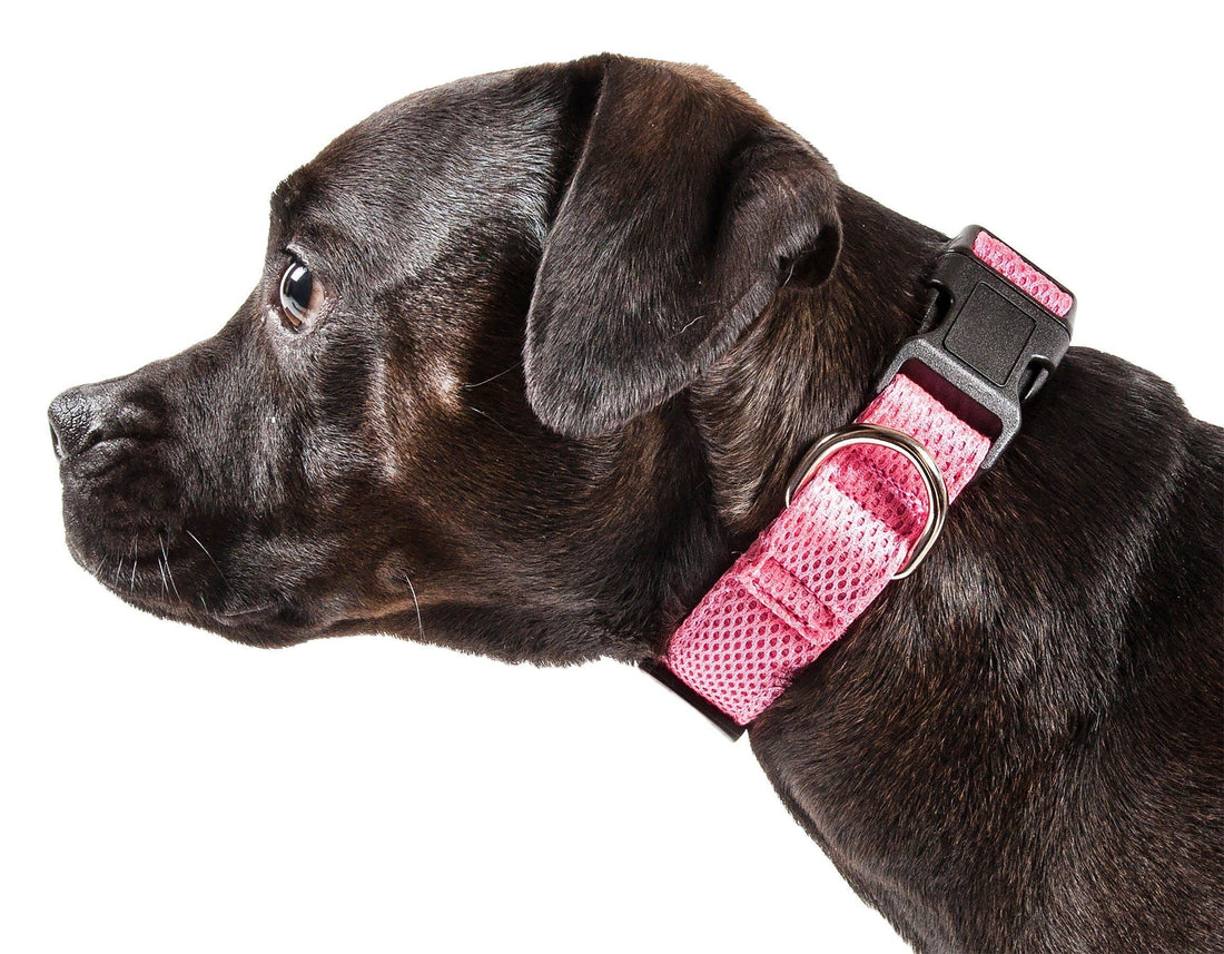 Pet Collars