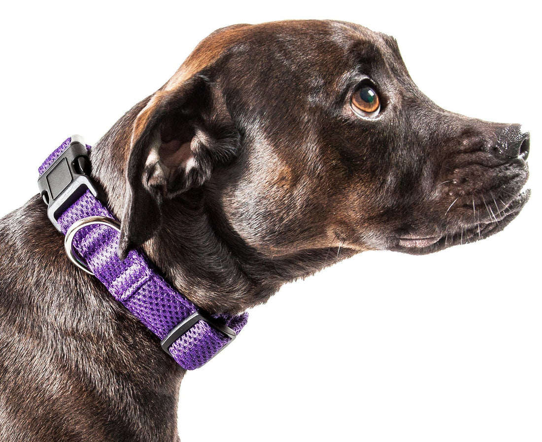 Pet Collars