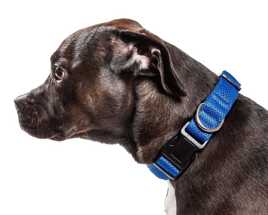 Pet Collars