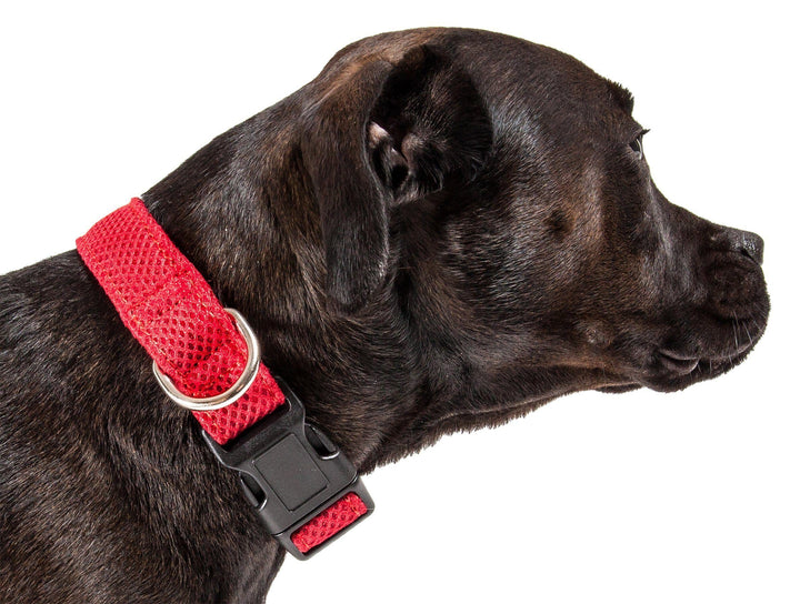 Pet Collars